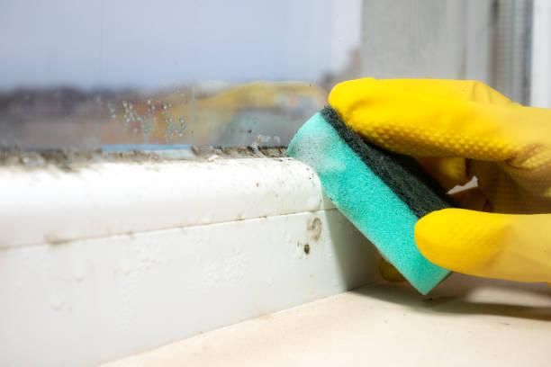 Best Commercial Mold Inspection  in Greenfield, WI